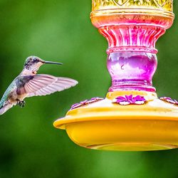 hummingbird feeder leaking