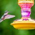 Stop Your Hummingbird Feeder From Leaking