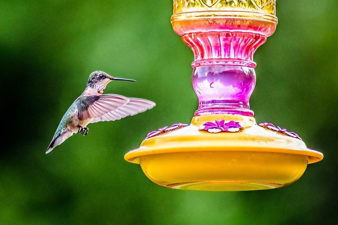 Stop Your Hummingbird Feeder From Leaking