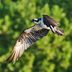 All About Bird Wings and Flight Feathers