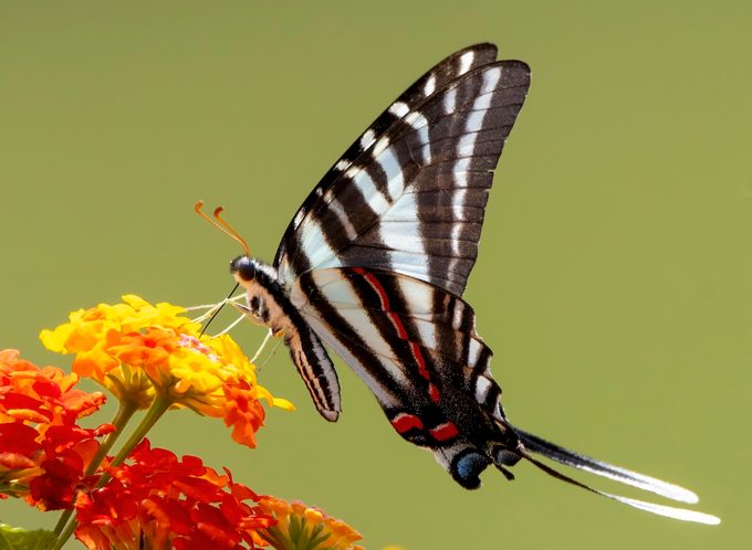 zebra swallowtail butterfly on lantana