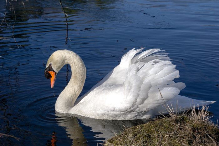mute swan invasive birds