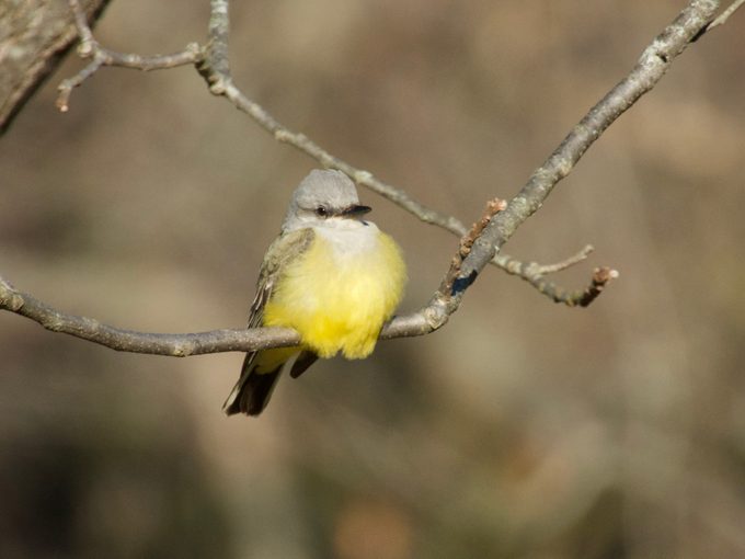 western kingbird