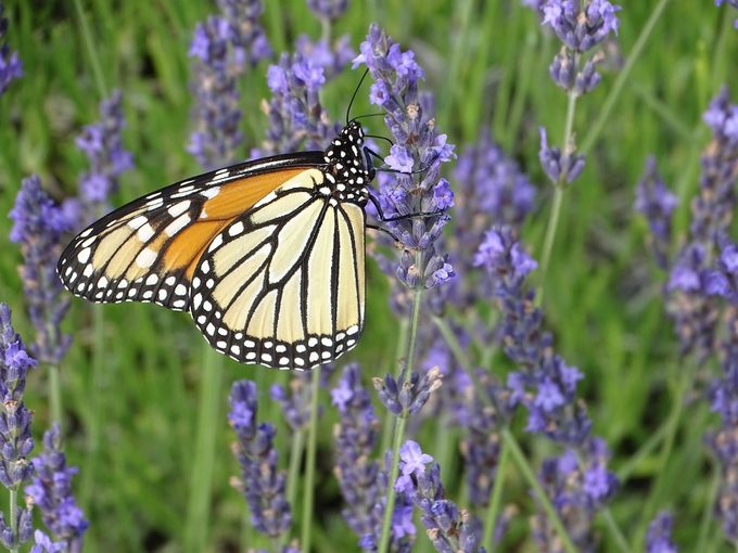 how and when to prune lavender