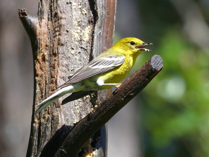can birds eat peanut butter