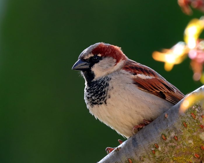 house sparrow invasive birds