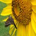 Identify and Attract a Long-Tailed Skipper Butterfly