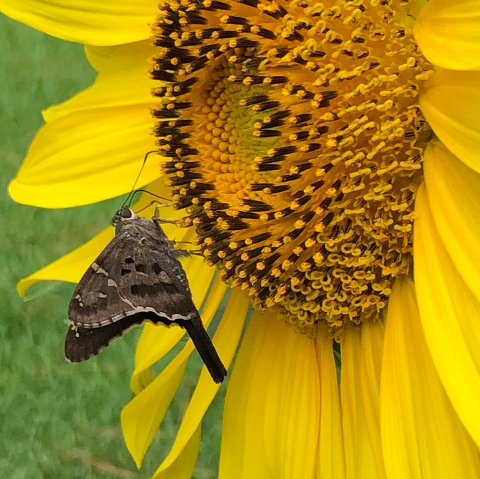Identify and Attract a Long-Tailed Skipper Butterfly