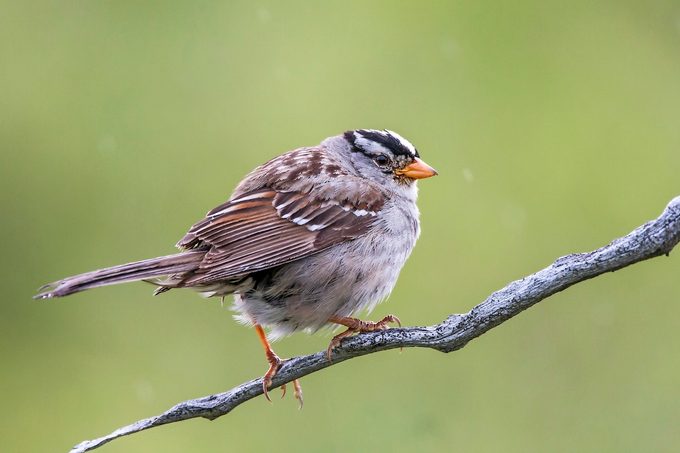 beautiful bird photography White-crowned sparrow