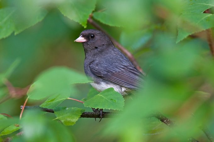 dark eyed junco beautiful bird photography
