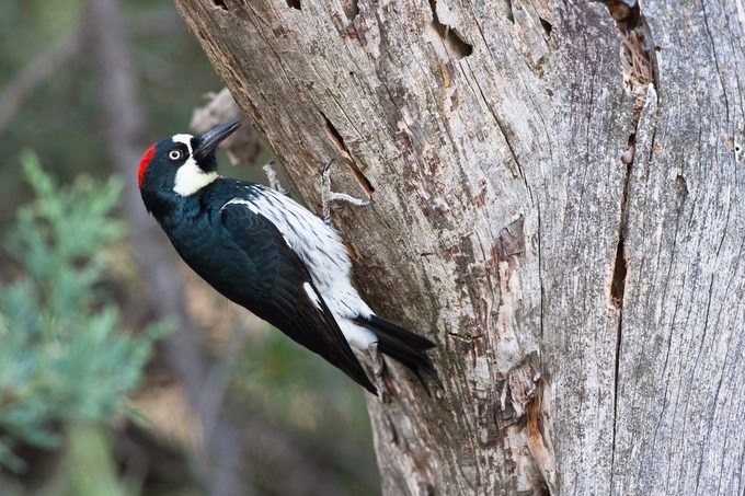 Acornwoodpecker beautiful bird photography
