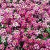 Top 10 Fragrant Flowers for Floral Scent Lovers