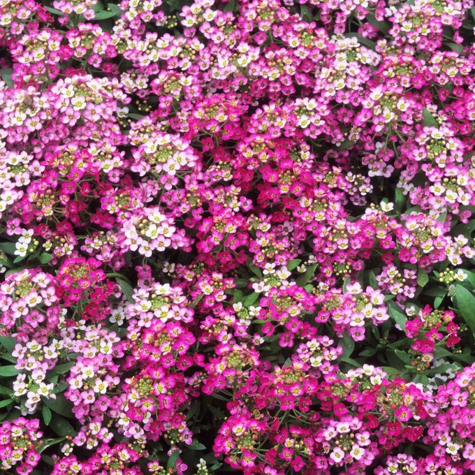 Top 10 Fragrant Flowers for Floral Scent Lovers