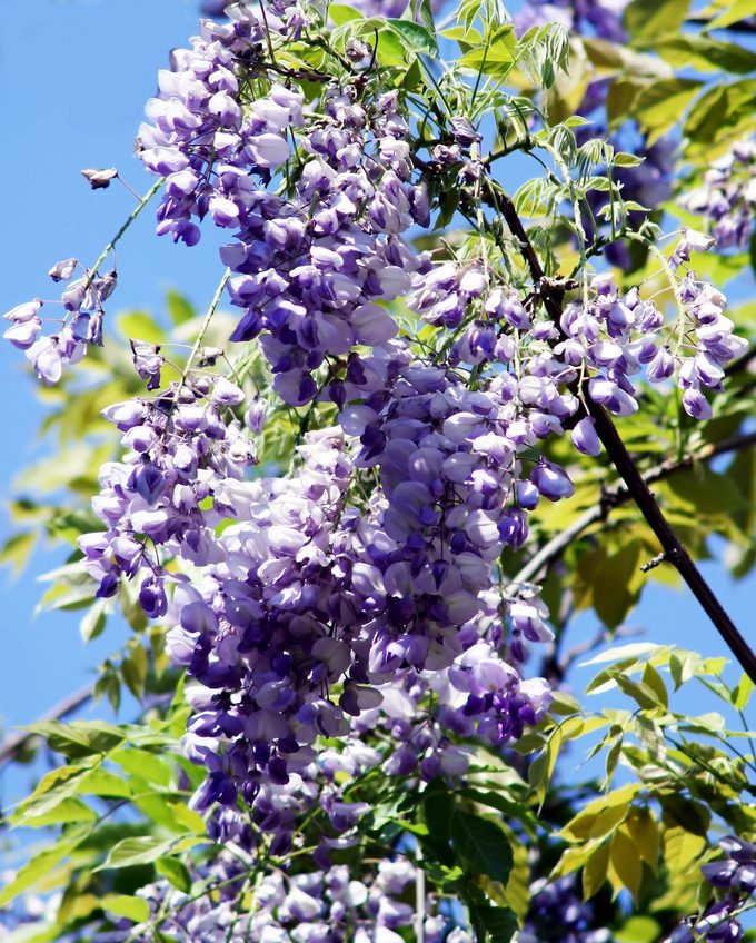 Bbamshs 348222, wisteria not blooming
