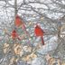 Flock of Cardinals: Is It Normal to See Multiple Cardinals?