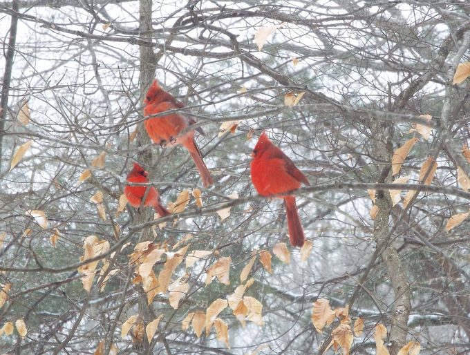 Flock of Cardinals: Is It Normal to See Multiple Cardinals?