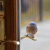 If a Bird Flies Into Your House or Window, What Does It Mean?