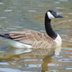 How to Avoid Bird Flu: Is Bird-watching Safe?
