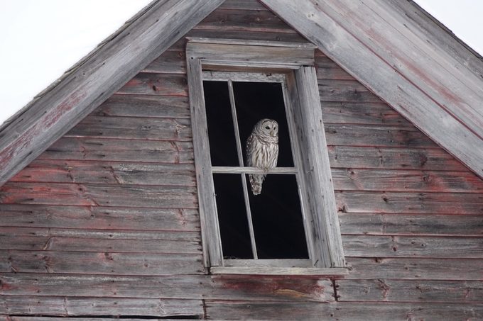 bird in house meaning