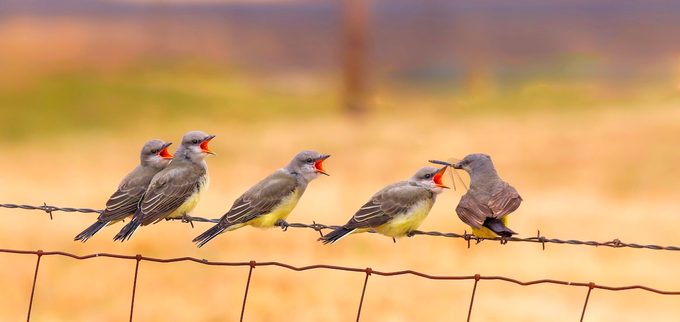 juvenile kingbirds and adult