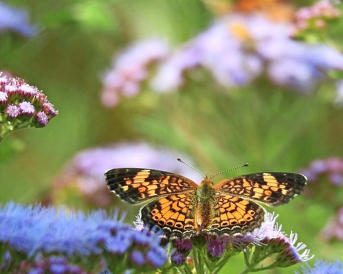 pearl crescent butterfly