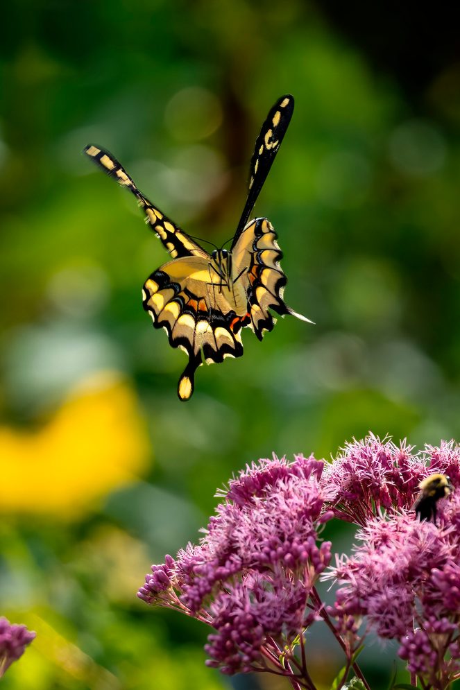 giant swallowtail butterfly