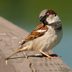 6 Invasive Birds That Are Nonnative to America