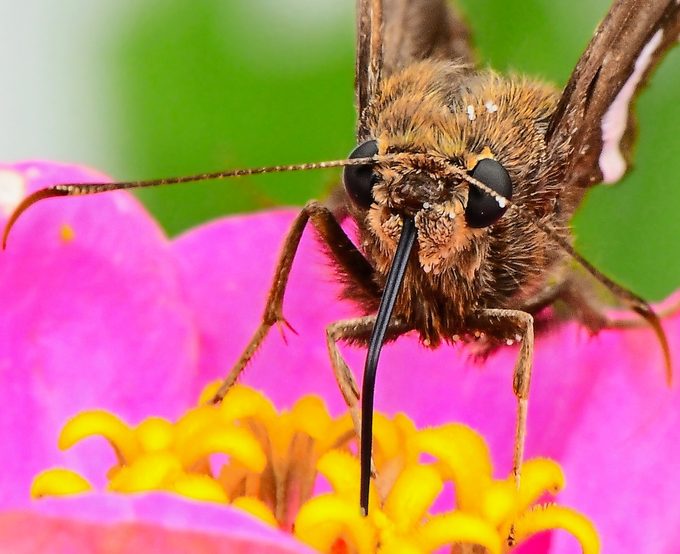 silver-spotted skipper
