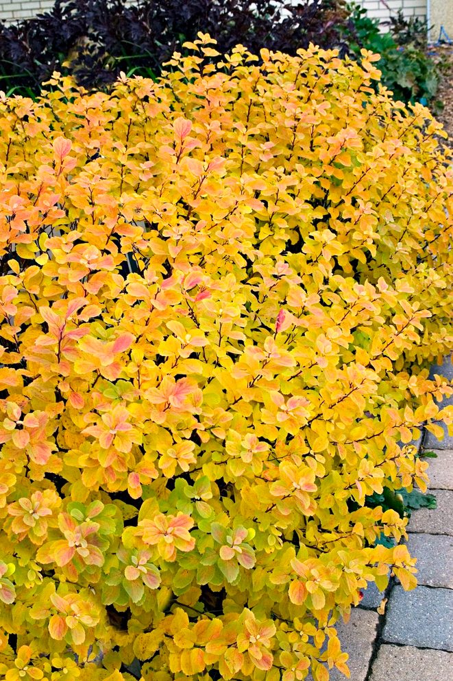 Birchleafspirea2bn