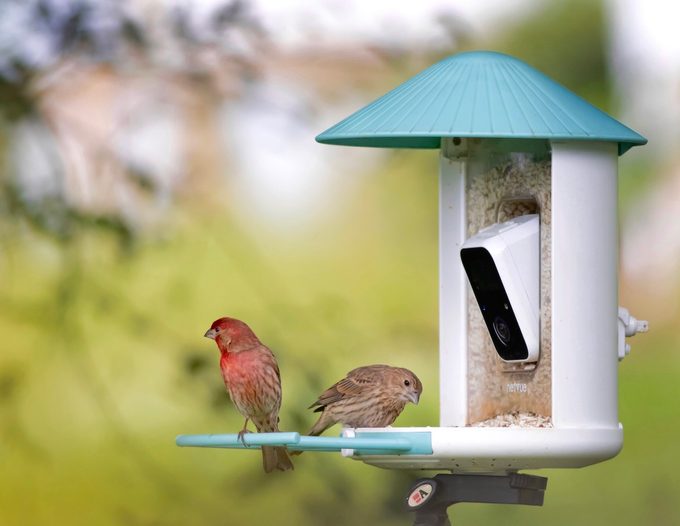 Birdfy