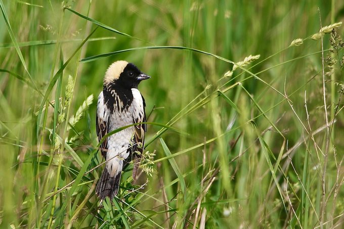 grassland birds bobolink