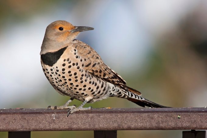 northern flicker beautiful bird photography