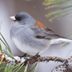 Capture Beautiful Bird Photography in Your Own Yard
