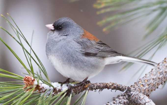 Capture Beautiful Bird Photography in Your Own Yard