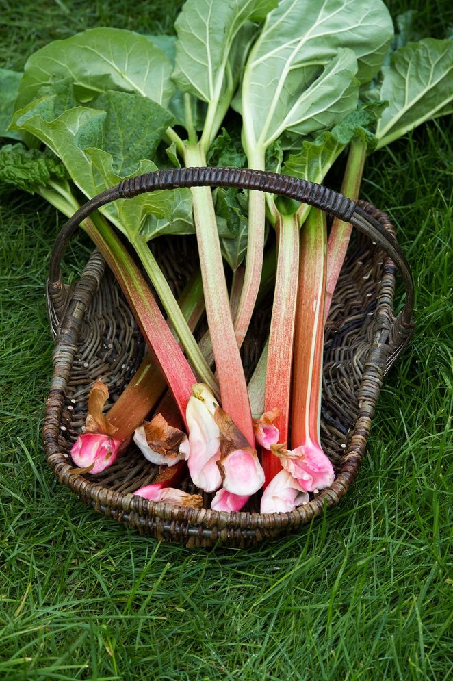 Rheum Rhabarbarum. Harvested Rhubarb In A Wicker Basket