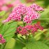 Pollinators Love Double Play Spirea