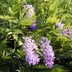 Wisteria Not Blooming? Here's What to Do