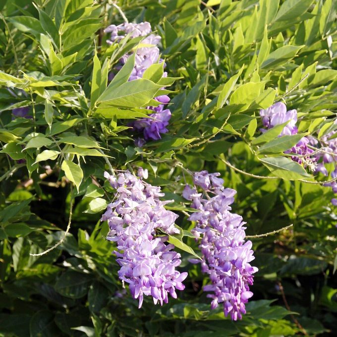 Wisteria Not Blooming? Here’s What to Do