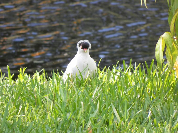 fancy pigeon