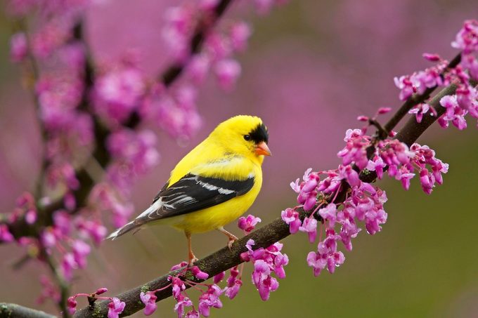 American Goldfinch (carduelis Tristis) Male In Breeding Plumage, Perched In Eastern Redbud Flowers In Spring, New York, Usa May.