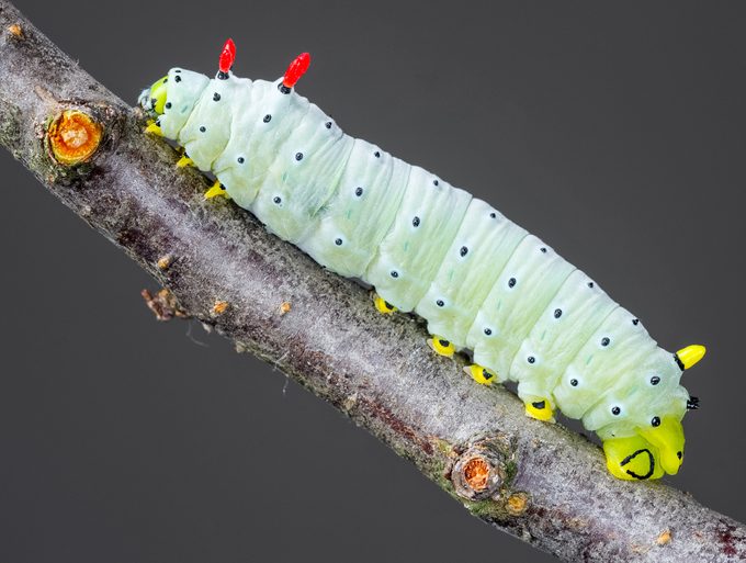 Callosamia promethea – Promethea silkmoth