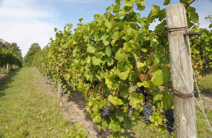 Michigan Vineyard
