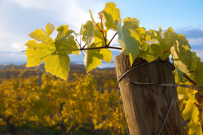 Autumn In The Vineyard