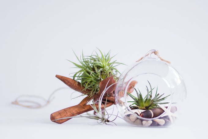 Air plant in terrarium with sea shells minimalist design
