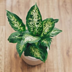 Dieffenbachia plant potted with new soil into new modern pot on wooden floor. Closeup on fresh green leaves
