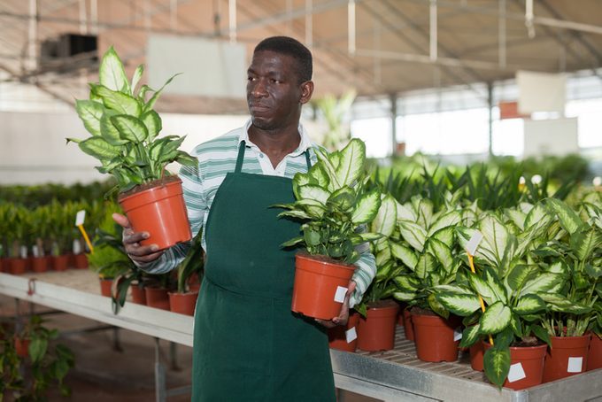 Florist arranging Dieffenbachia Camille in pots