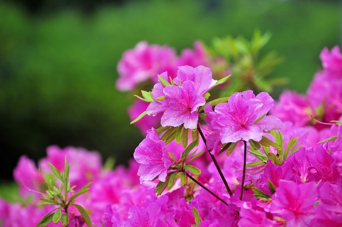 Satsuki Azalea Flower Wet In The Rain.
