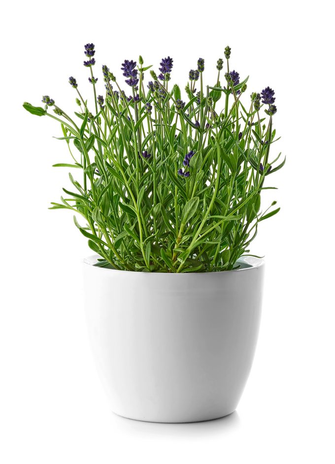 Lavender In A White Flower Pot