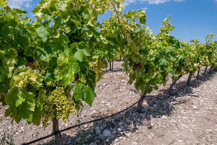 Irrigated vineyard