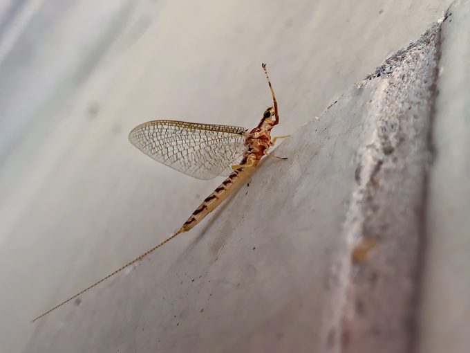 Mayfly